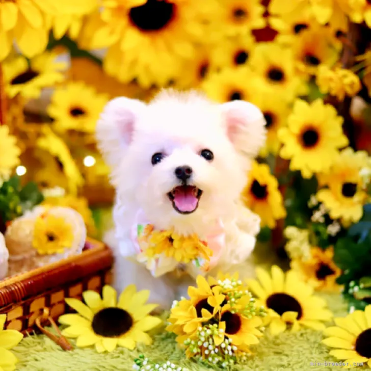ID:2101-01079の子犬
