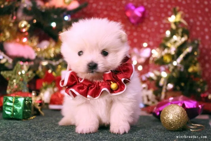 ワンちゃんママ 様のお迎えした子犬