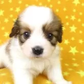 パピヨン【千葉県・女の子・2025年10月1日・ホワイト&レッドセーブル】の写真9