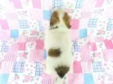 パピヨン【千葉県・男の子・2025年6月23日・ホワイト&レッドセーブル】の写真13