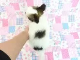 ミックス(チワワ×パピヨン)【千葉県・男の子・2025年3月17日・ホワイト&セーブル】の写真5