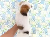パピヨン【千葉県・男の子・2025年6月23日・ホワイト&レッドセーブル】の写真9