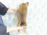 ミックス(チワワ×パピヨン)【千葉県・男の子・2024年12月17日・レッド】の写真5