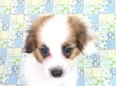 パピヨン【千葉県・男の子・2025年6月23日・ホワイト&レッドセーブル】の写真8