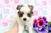 ミックス(チワワ×パピヨン)【千葉県・男の子・2025年3月17日・ホワイト&セーブル】の写真9