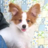 パピヨン【千葉県・女の子・2025年6月23日・ホワイト&レッドセーブル】の写真5