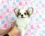 パピヨン【千葉県・男の子・2025年3月11日・ホワイト&レッドセーブル】の写真4