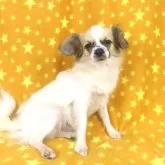 ミックス(チワワ×パピヨン)【千葉県・男の子・2025年3月17日・ホワイト&セーブル】の写真4