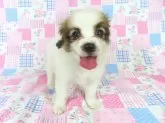 パピヨン【千葉県・男の子・2025年6月23日・ホワイト&レッドセーブル】の写真12