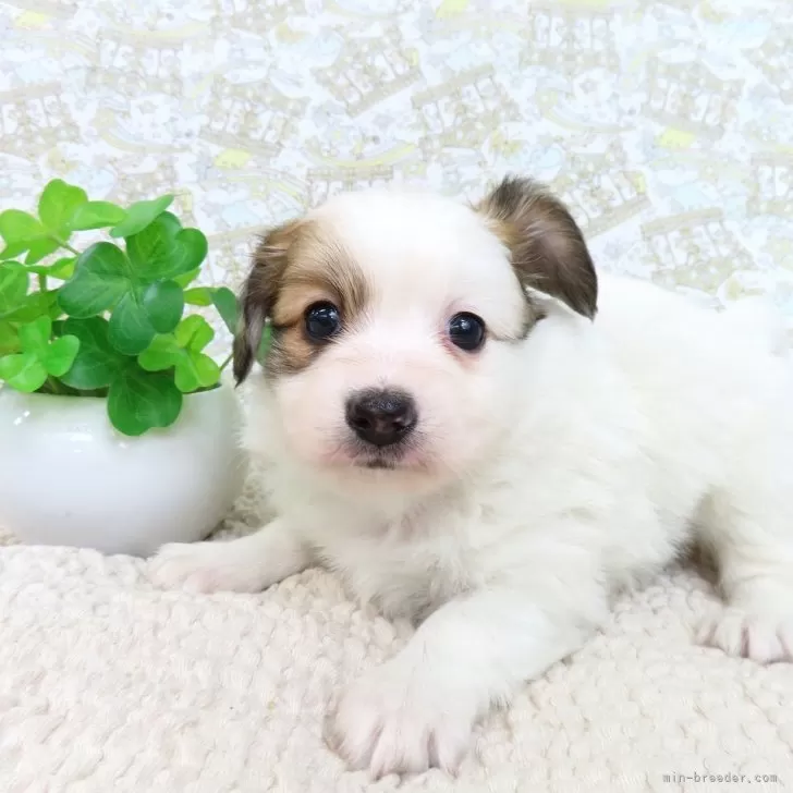 ID:2502-04561の子犬