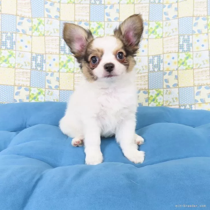 ID:2504-01305の子犬
