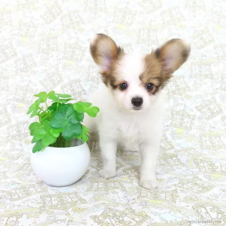 あんみつ 様のお迎えした子犬