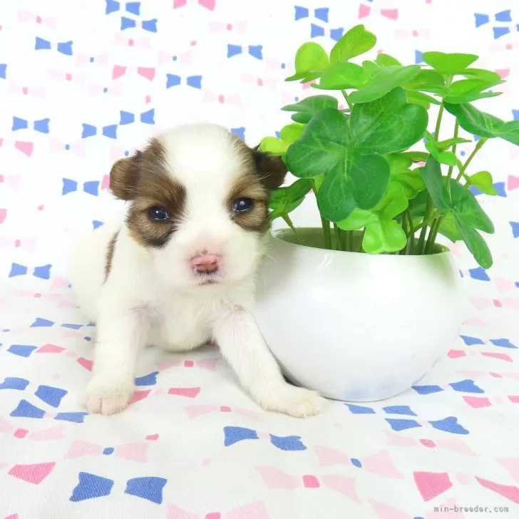 ID:2505-05158の子犬