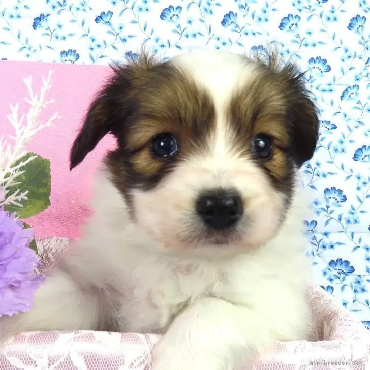 ID：2510-05664の子犬