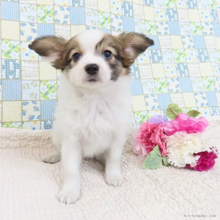 たっくん 様のお迎えした子犬