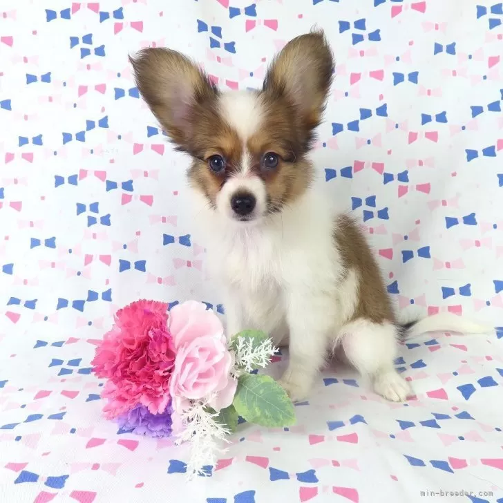 ID:2508-01709の子犬