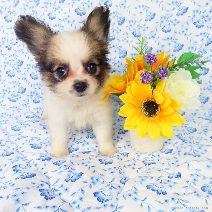 ID:2506-03705の子犬