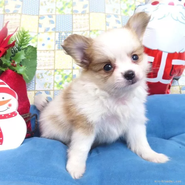 ID：2410-05209の子犬