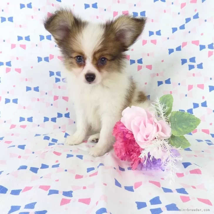 ID：2508-01715の子犬