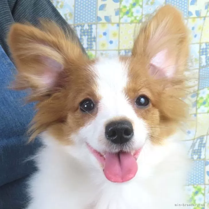 パピヨン【千葉県・女の子・2025年6月23日・ホワイト&amp;レッドセーブル】の写真1「11/23現在の体重は2.87ｋｇです。」