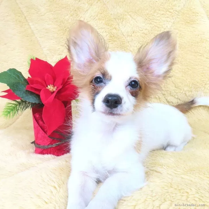 ID：2408-08669の子犬