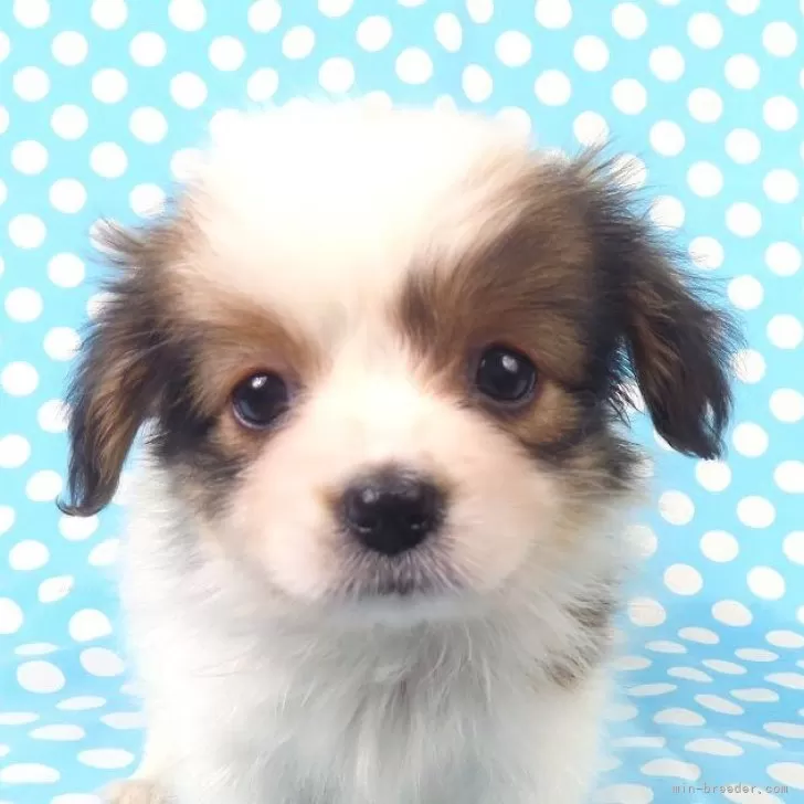 パピヨン【千葉県・女の子・2025年10月1日・ホワイト&amp;レッドセーブル】の写真1「11/18現在の体重は0.945ｋｇです。」