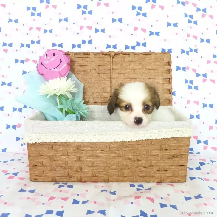ID:2506-01103の子犬