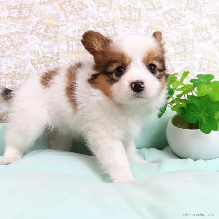 ID:2503-02360の子犬