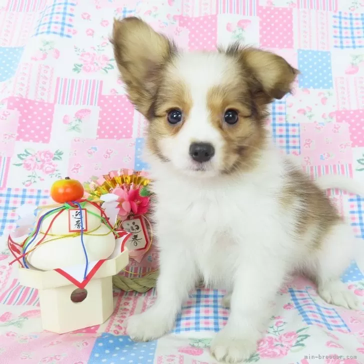 ID：2411-06158の子犬