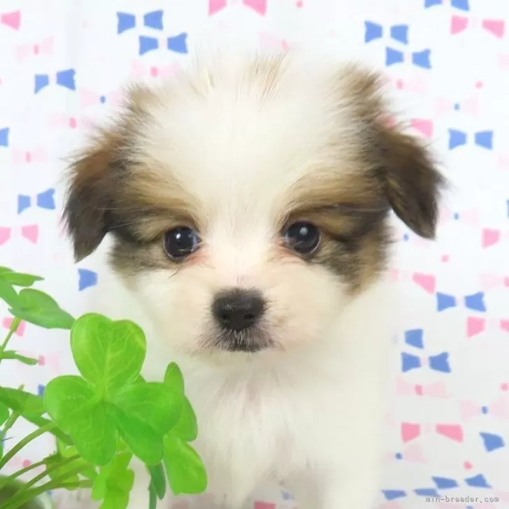 パピヨン【千葉県・男の子・2025年9月26日・ホワイト&amp;レッドセーブル】の写真1「11/5現在の体重は0.79ｋｇです。」