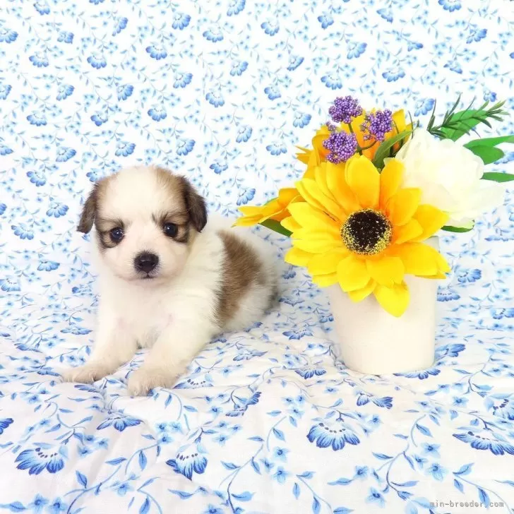 ID：2505-06208の子犬