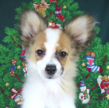 パピヨン【千葉県・女の子・2025年9月1日・ホワイト&レッドセーブル】の写真「日本で一番歴史のあるパピヨンブリーダー」