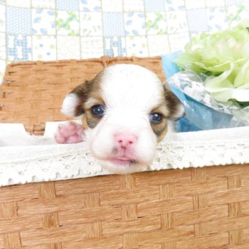 パピヨン【千葉県・女の子・2025年4月20日・ホワイト&レッドセーブル】の写真「日本で一番歴史のあるパピヨンブリーダー」