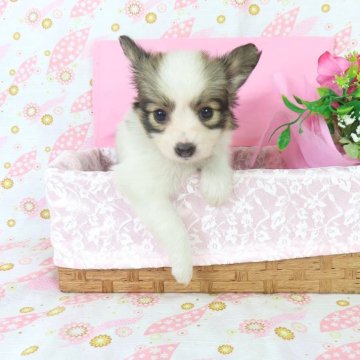 パピヨン【千葉県・女の子・2025年6月15日・ホワイト&レッドセーブル】の写真「日本で一番歴史のあるパピヨンブリーダー」
