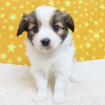 パピヨン【千葉県・男の子・2025年2月8日・ホワイト&レッドセーブル】の写真「日本で一番歴史のあるパピヨンブリーダー」