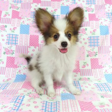 パピヨン【千葉県・男の子・2025年7月3日・ホワイト&レッドセーブル】の写真「日本で一番歴史のあるパピヨンブリーダー」