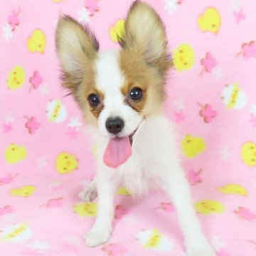 パピヨン【千葉県・男の子・2025年5月22日・ホワイト&レッドセーブル】の写真「日本で一番歴史のあるパピヨンブリーダー」
