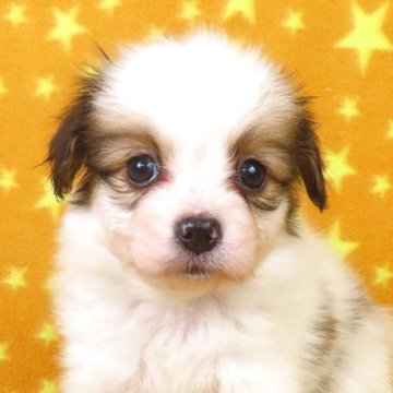 パピヨン【千葉県・男の子・2025年10月1日・ホワイト&レッドセーブル】の写真「日本で一番歴史のあるパピヨンブリーダー」