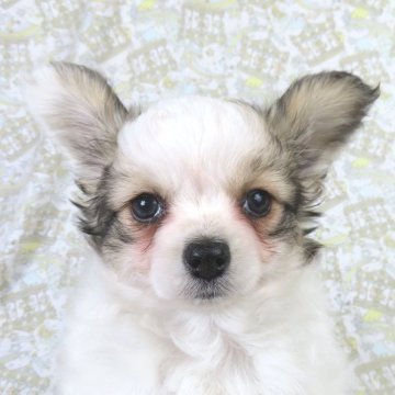 パピヨン【千葉県・男の子・2025年10月4日・ホワイト&レッドセーブル】の写真「日本で一番歴史のあるパピヨンブリーダー」