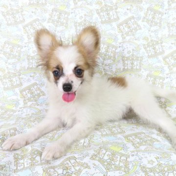 パピヨン【千葉県・男の子・2025年5月7日・ホワイト&レッドセーブル】の写真「日本で一番歴史のあるパピヨンブリーダー」