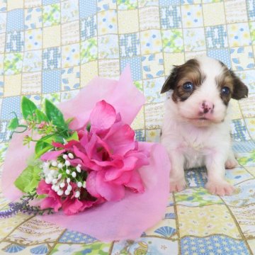 パピヨン【千葉県・男の子・2025年5月11日・ホワイト&レッドセーブル】の写真「日本で一番歴史のあるパピヨンブリーダー」