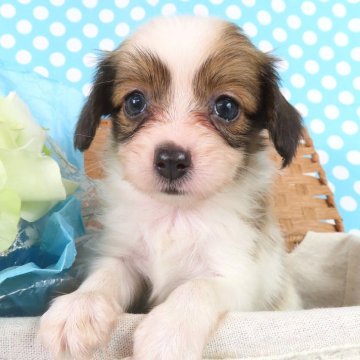 パピヨン【千葉県・女の子・2025年7月9日・ホワイト&レッドセーブル】の写真「日本で一番歴史のあるパピヨンブリーダー」