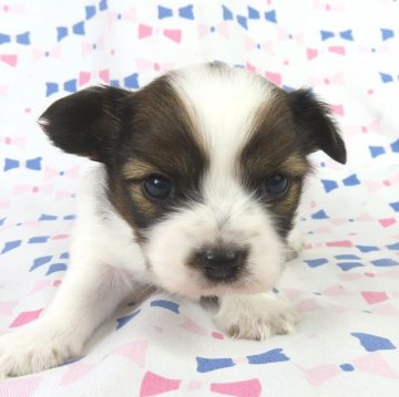 パピヨン【千葉県・男の子・2025年11月28日・ホワイト&レッドセーブル】の写真「日本で一番歴史のあるパピヨンブリーダー」