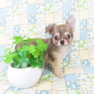 チワワ(ロング)【千葉県・男の子・2025年6月11日・フォーン】の写真「日本で一番歴史のあるパピヨンブリーダー」