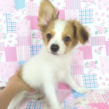 パピヨン【千葉県・男の子・2025年5月8日・ホワイト&レッドセーブル】の写真「日本で一番歴史のあるパピヨンブリーダー」
