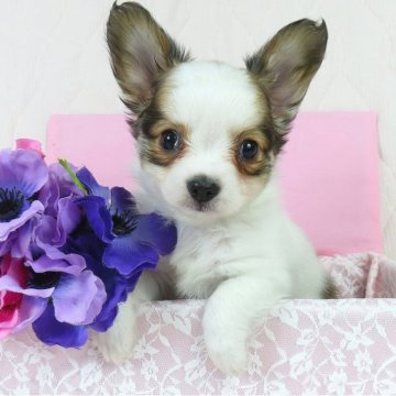 パピヨン【千葉県・男の子・2025年11月14日・ホワイト&レッドセーブル】の写真「日本で一番歴史のあるパピヨンブリーダー」