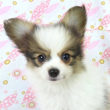 パピヨン【千葉県・男の子・2025年9月10日・ホワイト&レッドセーブル】の写真「日本で一番歴史のあるパピヨンブリーダー」