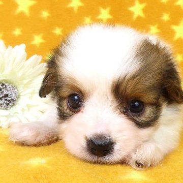 パピヨン【千葉県・女の子・2025年10月1日・ホワイト&レッドセーブル】の写真「日本で一番歴史のあるパピヨンブリーダー」