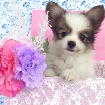 パピヨン【千葉県・男の子・2025年9月10日・ホワイト&レッドセーブル】の写真「日本で一番歴史のあるパピヨンブリーダー」