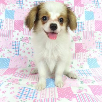 パピヨン【千葉県・男の子・2025年6月17日・ホワイト&レッドセーブル】の写真「日本で一番歴史のあるパピヨンブリーダー」